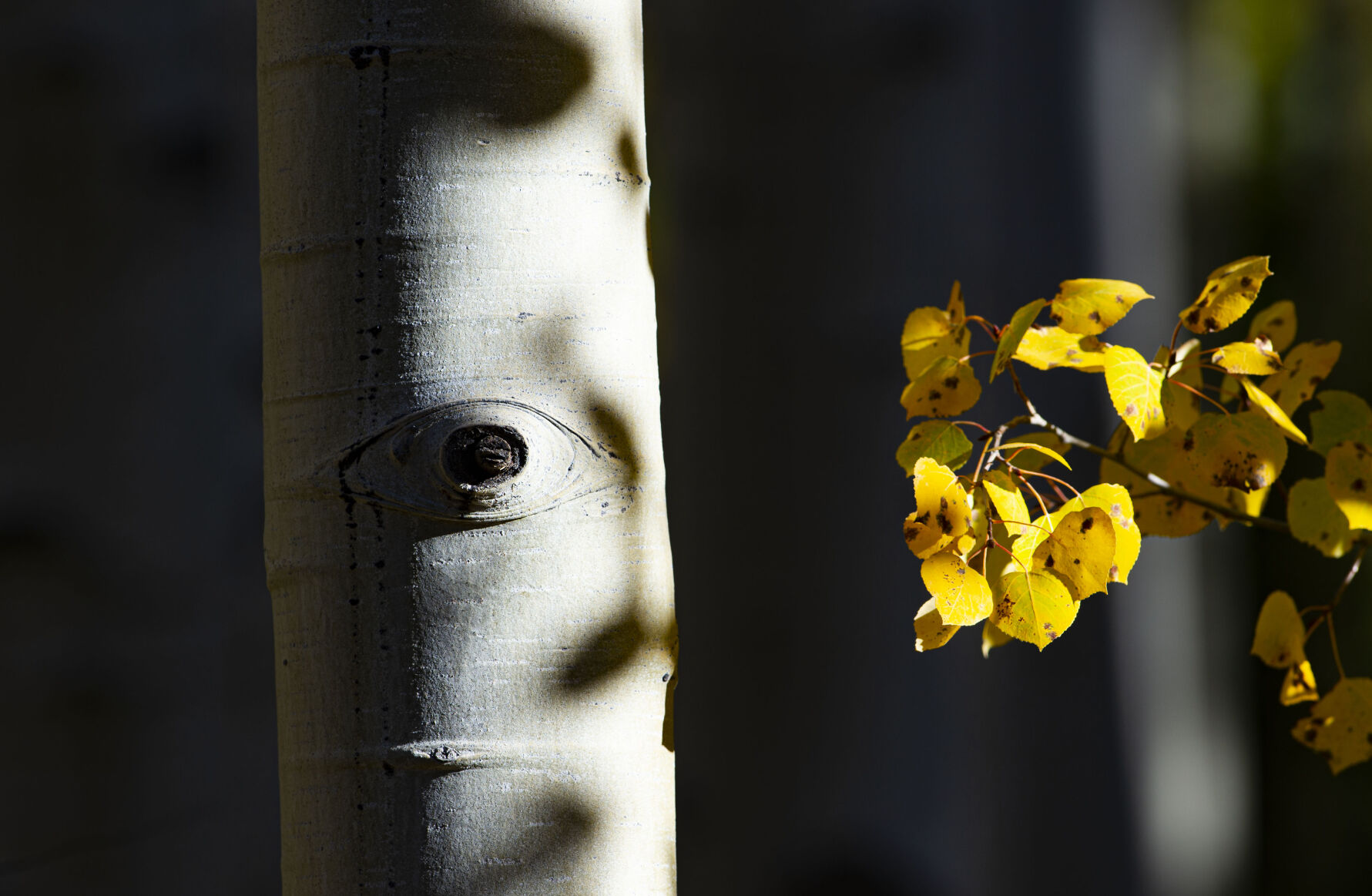 09_29_20 aspens0223.jpg